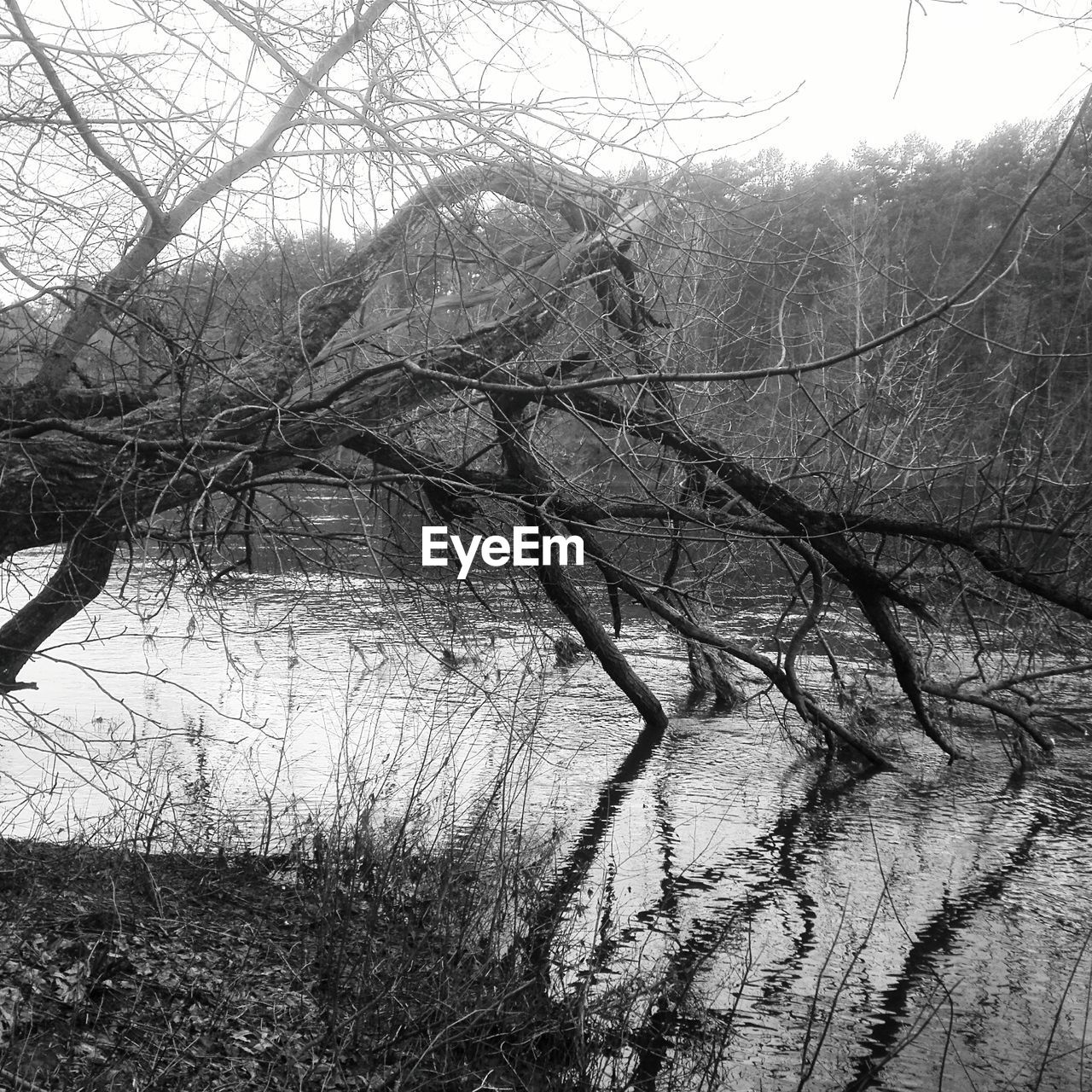 LOW ANGLE VIEW OF BARE TREES IN WINTER