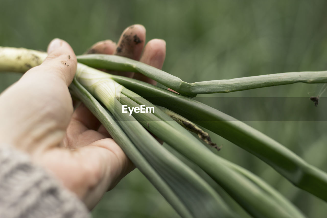 Woman holding a fresh green onion, pulled out of the ground.