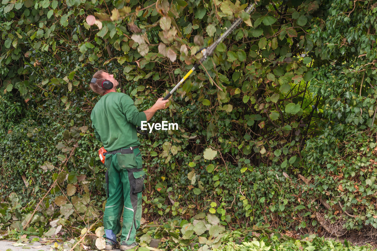 Rear view of worker trimming plants with hedge trimmer