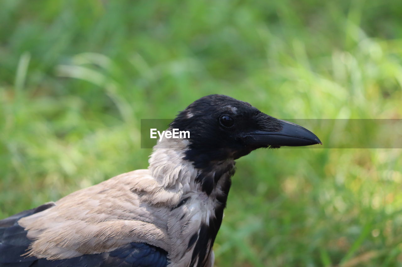 Close-up of bird perching on a field