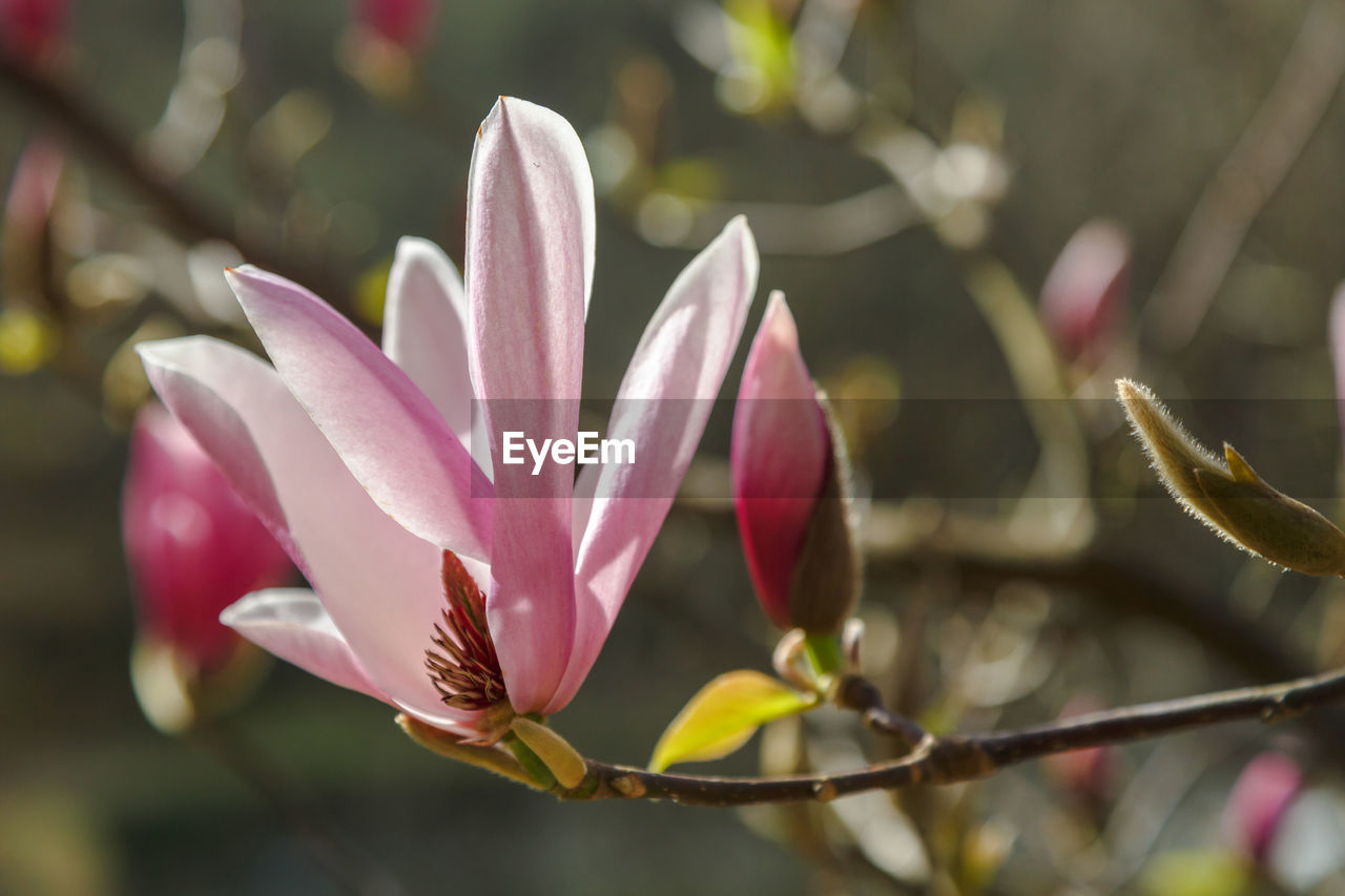 plant, flower, flowering plant, beauty in nature, blossom, freshness, nature, close-up, pink, growth, macro photography, magnolia, petal, fragility, springtime, no people, leaf, focus on foreground, plant part, spring, flower head, tree, inflorescence, outdoors, botany, social issues, water, day