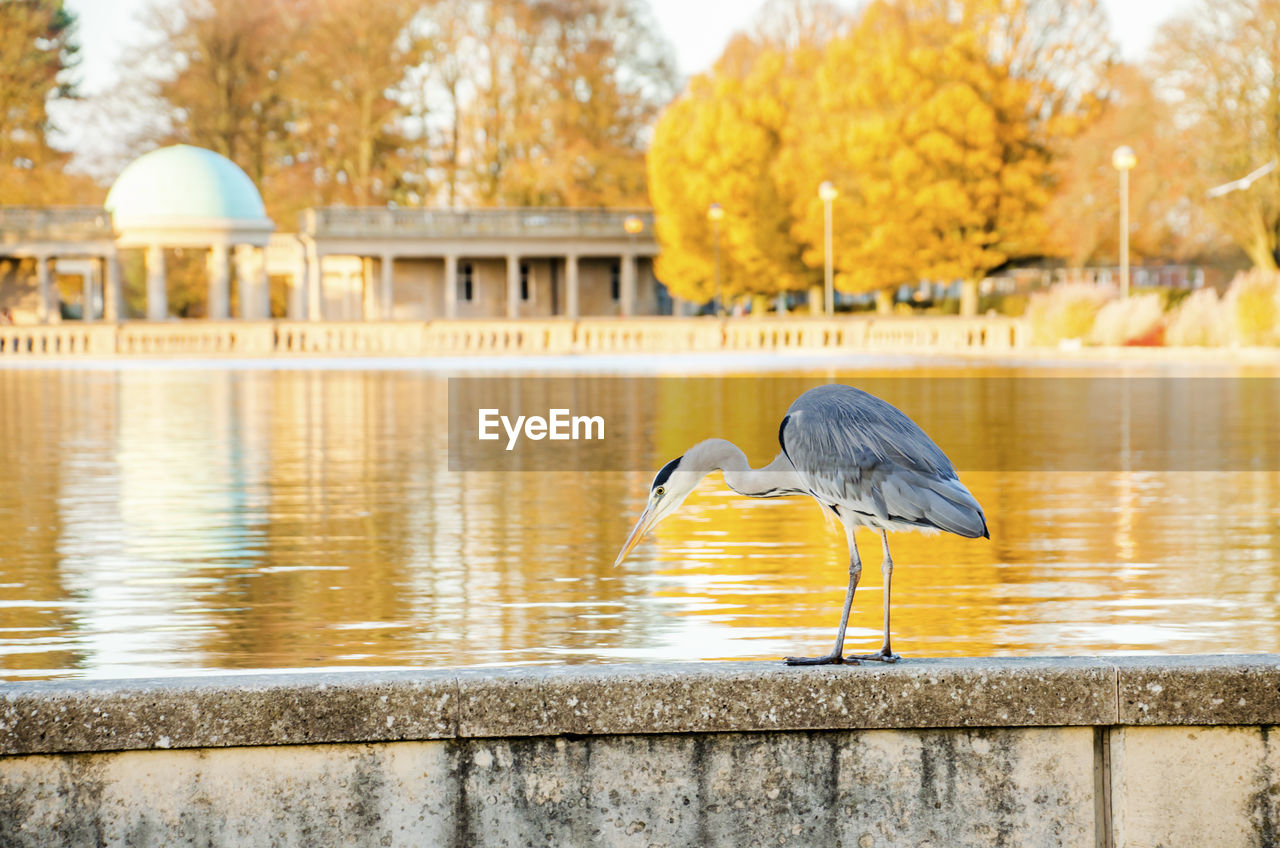 VIEW OF BIRDS IN LAKE