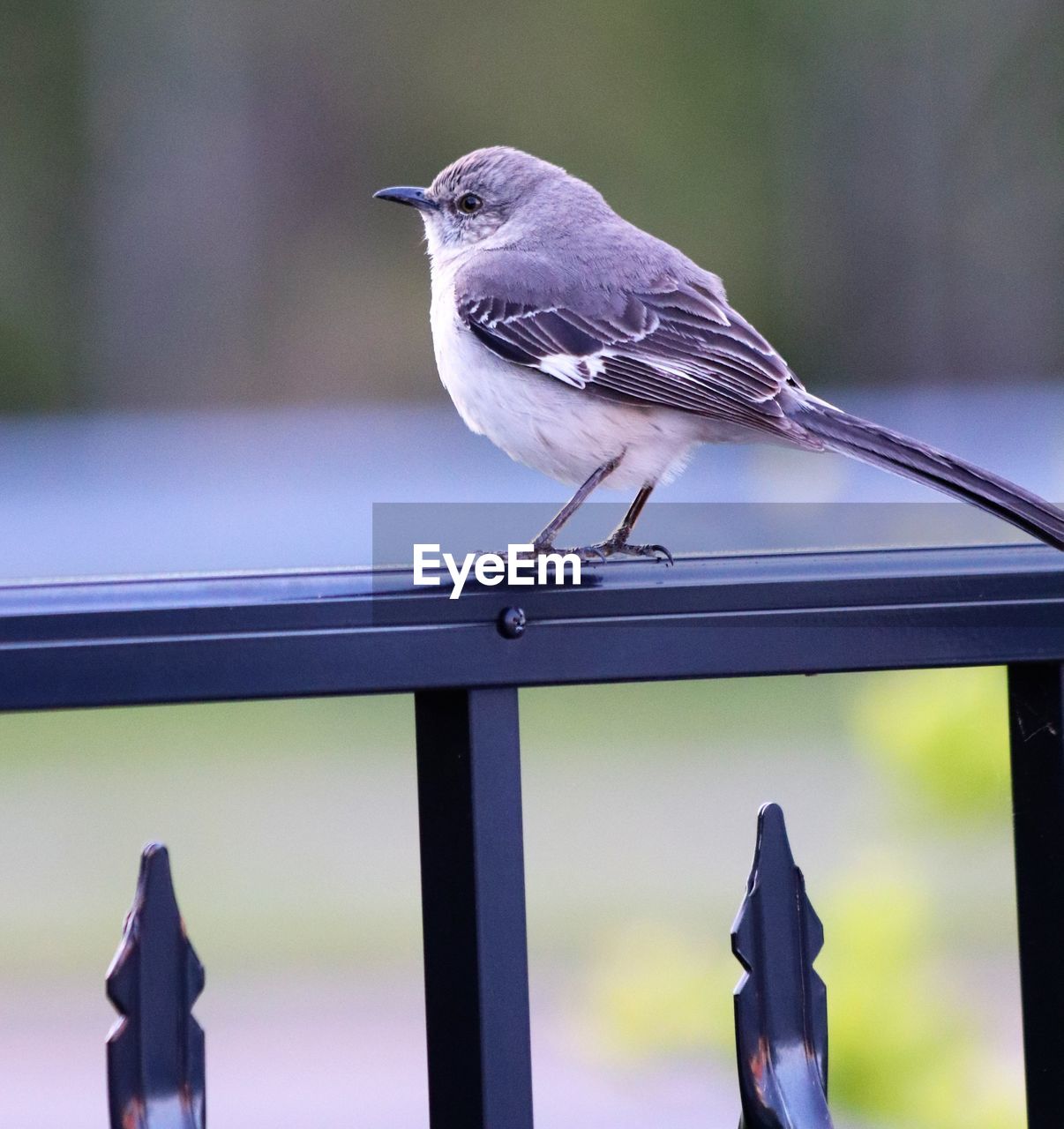 Close-up of bird perching on metal railing