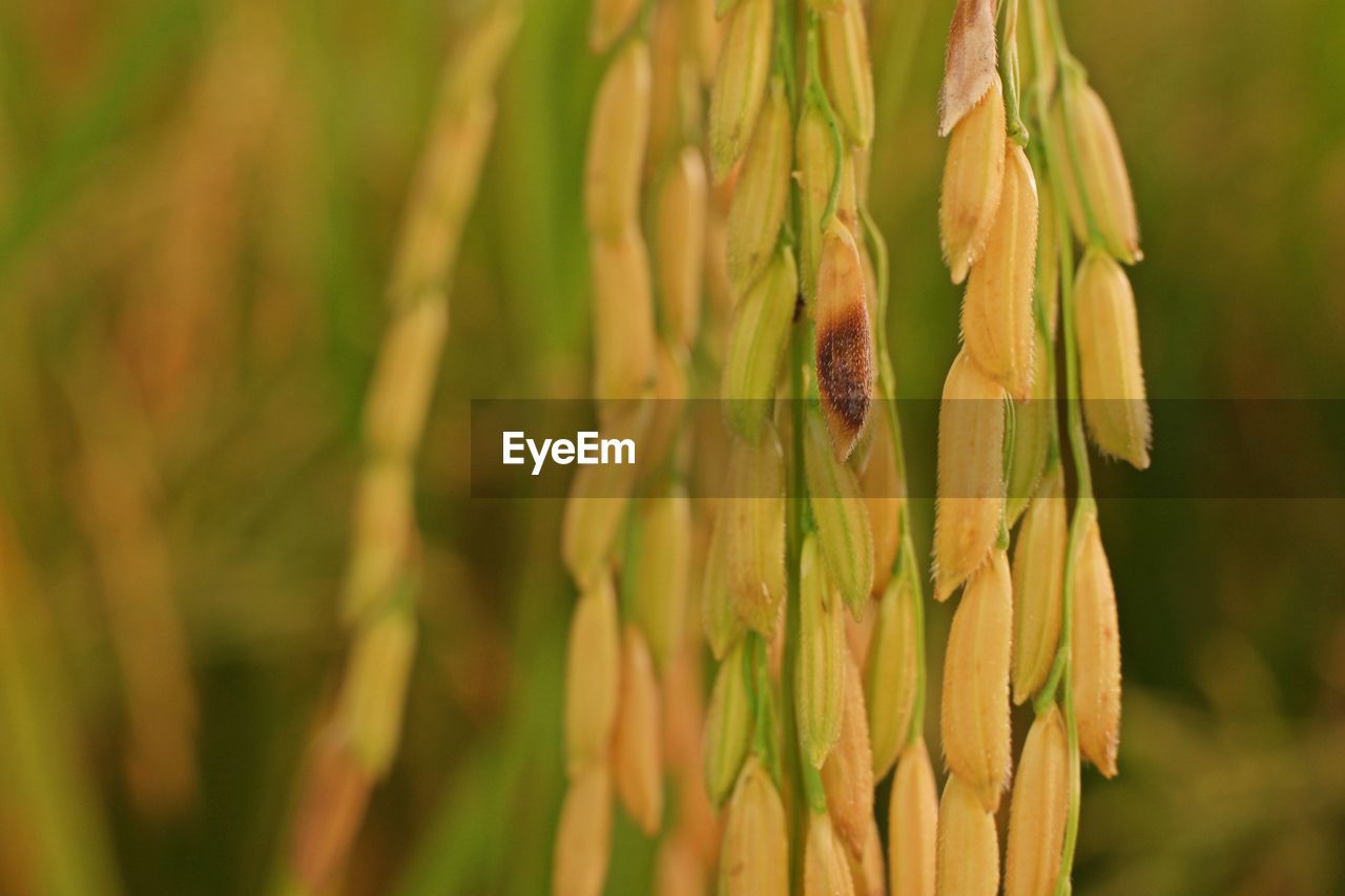 Rice disease, dirty grain panicle disease