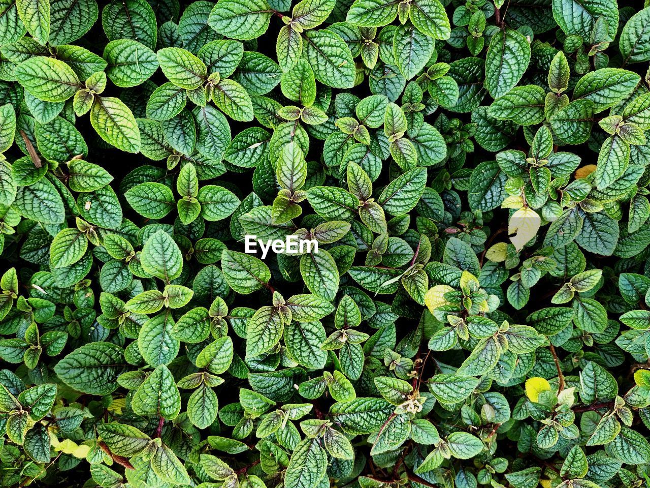 Full frame shot of fresh green leaves