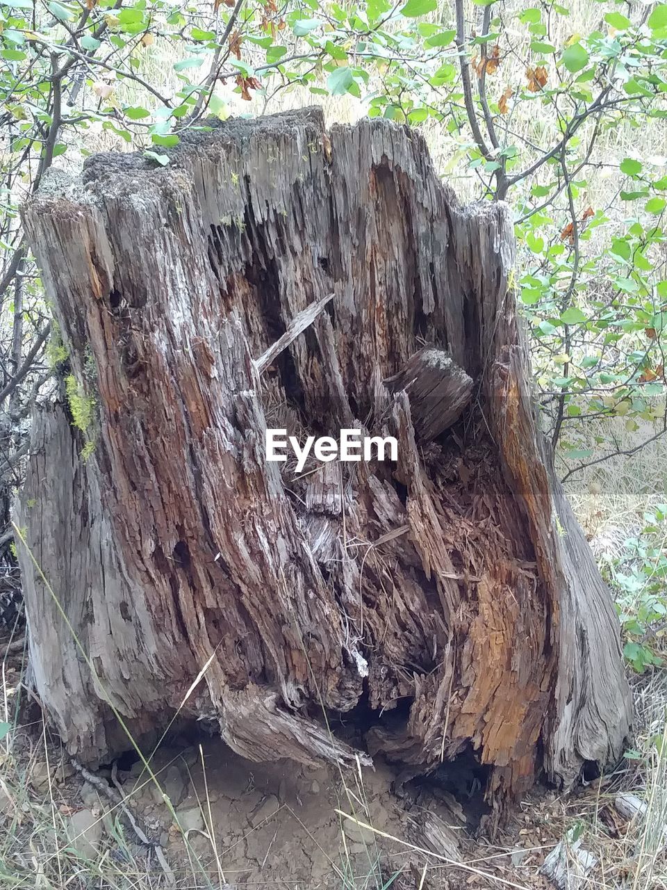 VIEW OF TREE STUMP