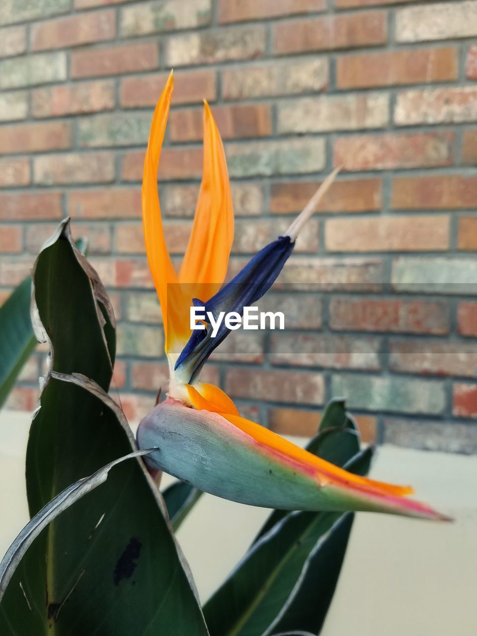 CLOSE-UP OF ORANGE BIRD ON FLOWER