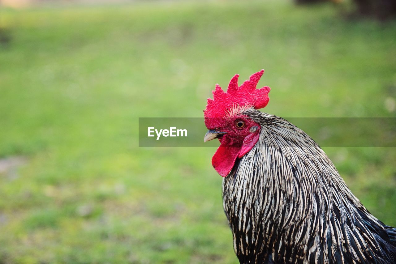 domestic animals, livestock, chicken, animal themes, animal, rooster, bird, pet, mammal, agriculture, one animal, beak, comb, poultry, nature, cockerel, fowl, farm, prairie, grass, rural scene, no people, focus on foreground, outdoors, landscape, close-up, animal's crest, red, animal body part