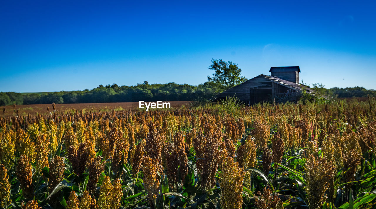 Scenic view of field against clear blue sky