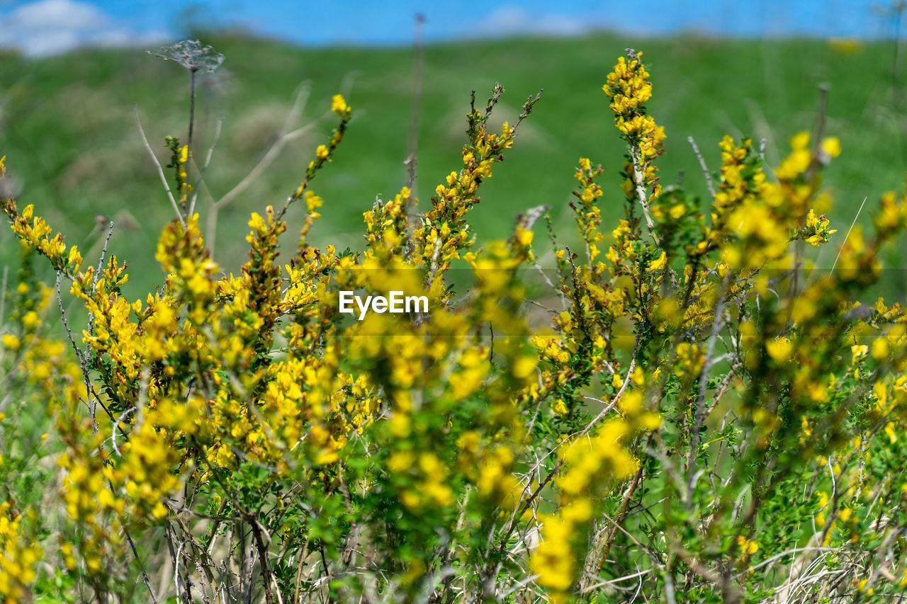 Yellow bush flowers