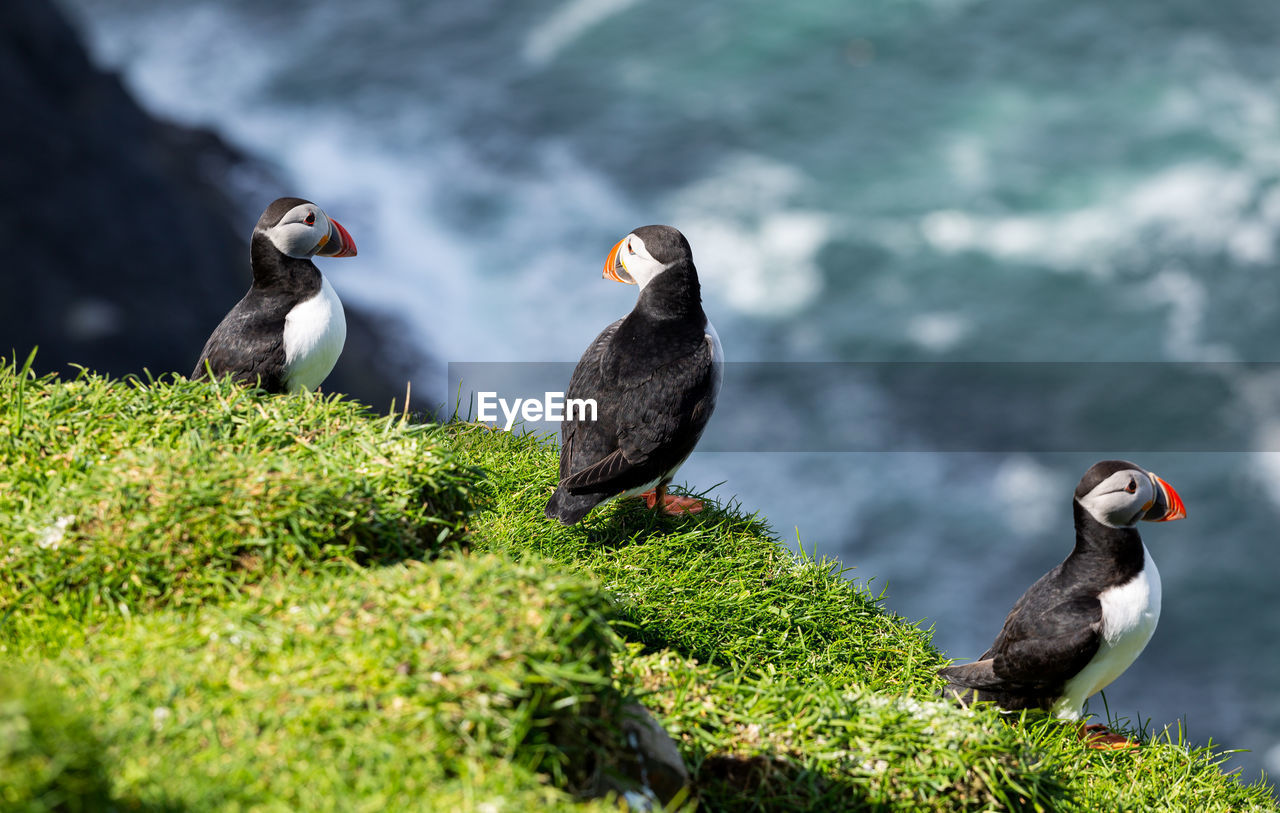 High angle view of puffin perching on grass