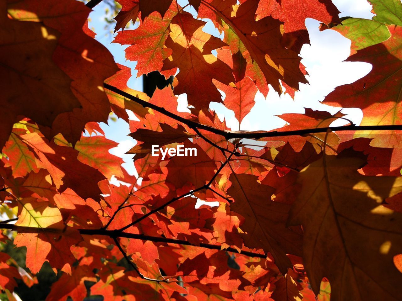LOW ANGLE VIEW OF MAPLE LEAVES