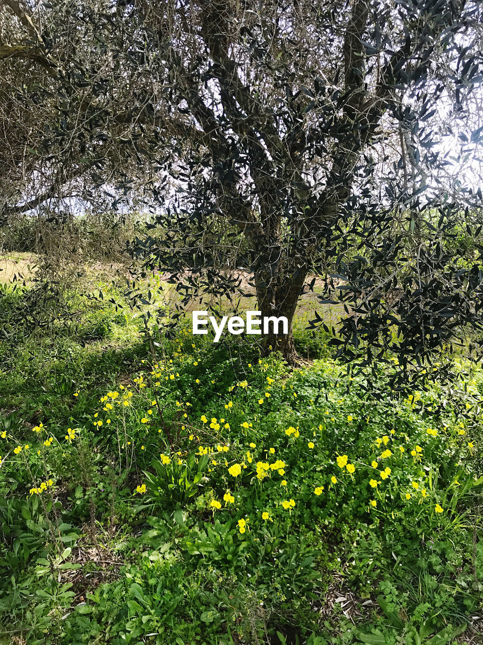 SCENIC VIEW OF FLOWERING PLANTS IN FOREST