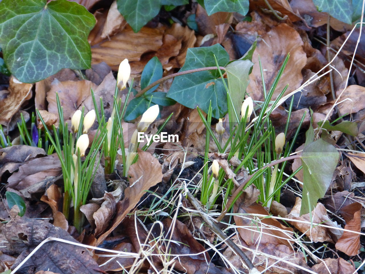 CLOSE-UP OF PLANTS GROWING ON FIELD