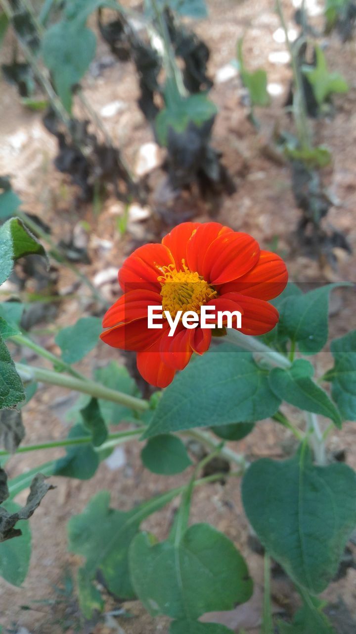 CLOSE-UP OF RED ROSE