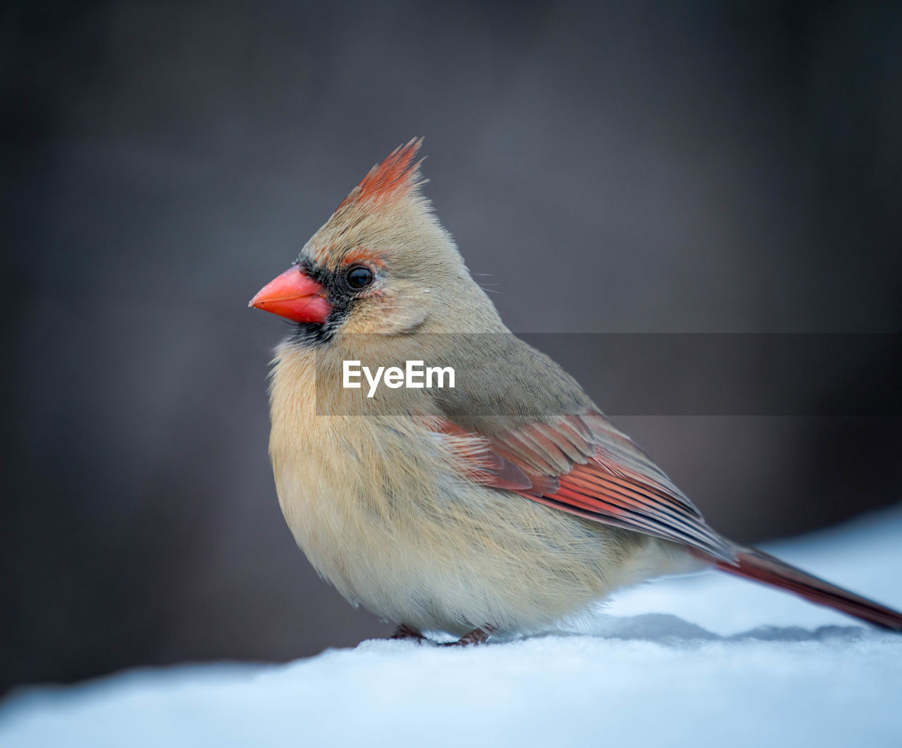 Close-up of bird perching on snow