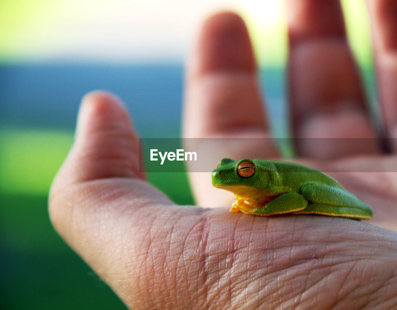 Close-up of green frog on palm