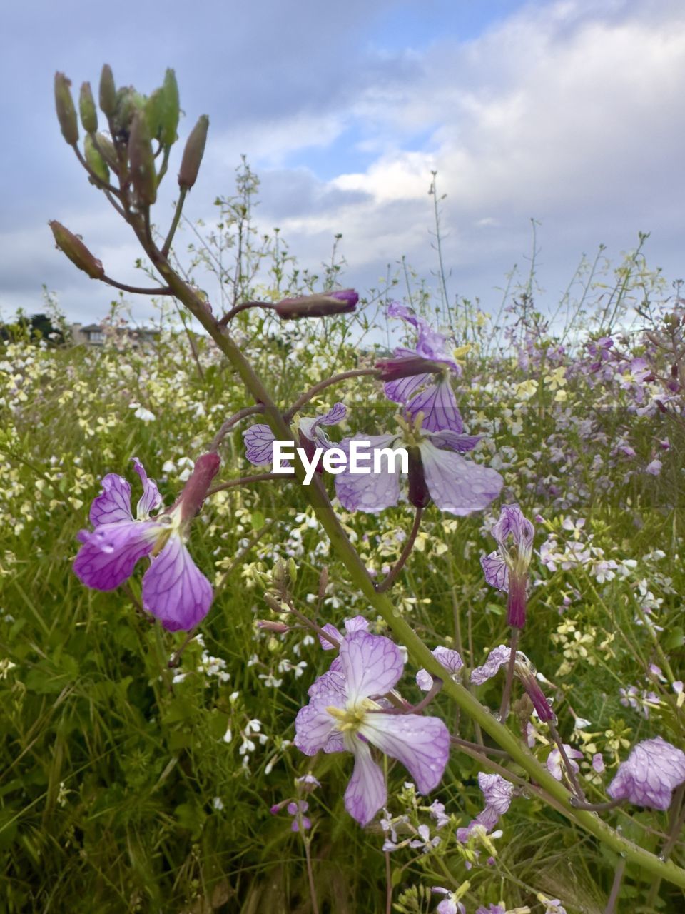 plant, flower, flowering plant, beauty in nature, freshness, blossom, nature, sky, cloud, wildflower, meadow, growth, fragility, purple, springtime, pink, no people, petal, flower head, inflorescence, close-up, outdoors, day, land, field, botany, tree, environment, landscape, grass