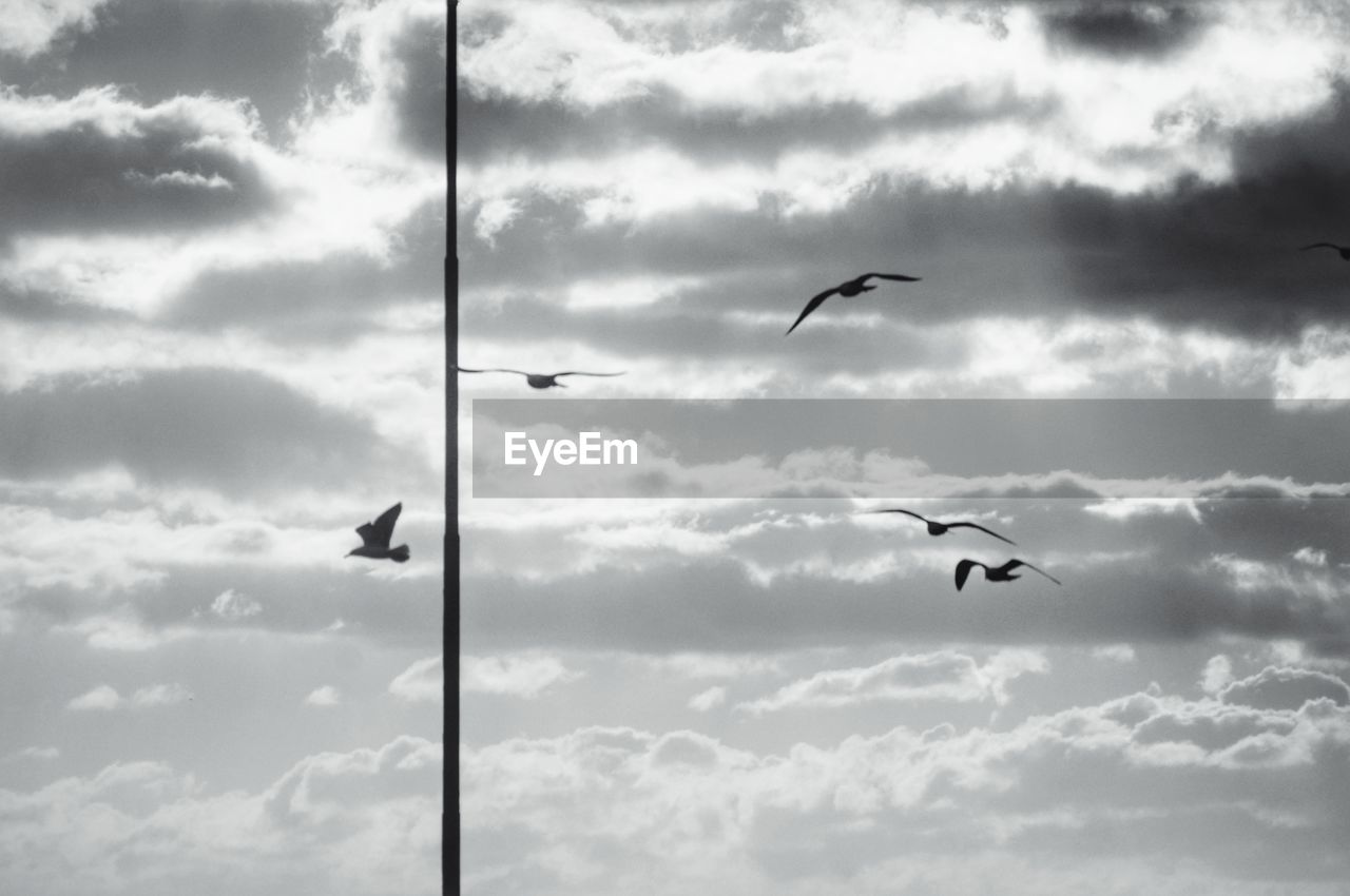 LOW ANGLE VIEW OF BIRD FLYING AGAINST SKY