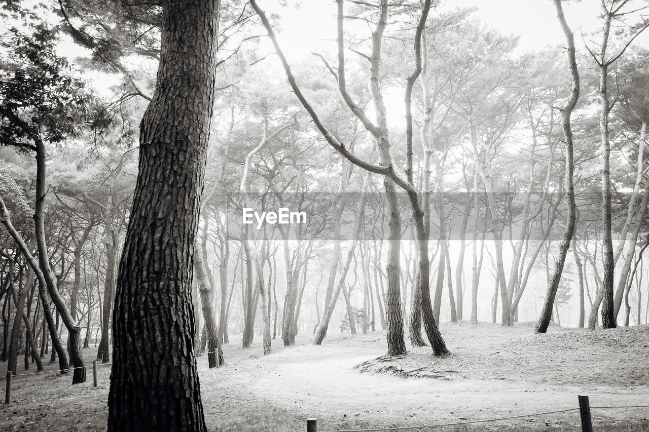 Trees in forest during winter