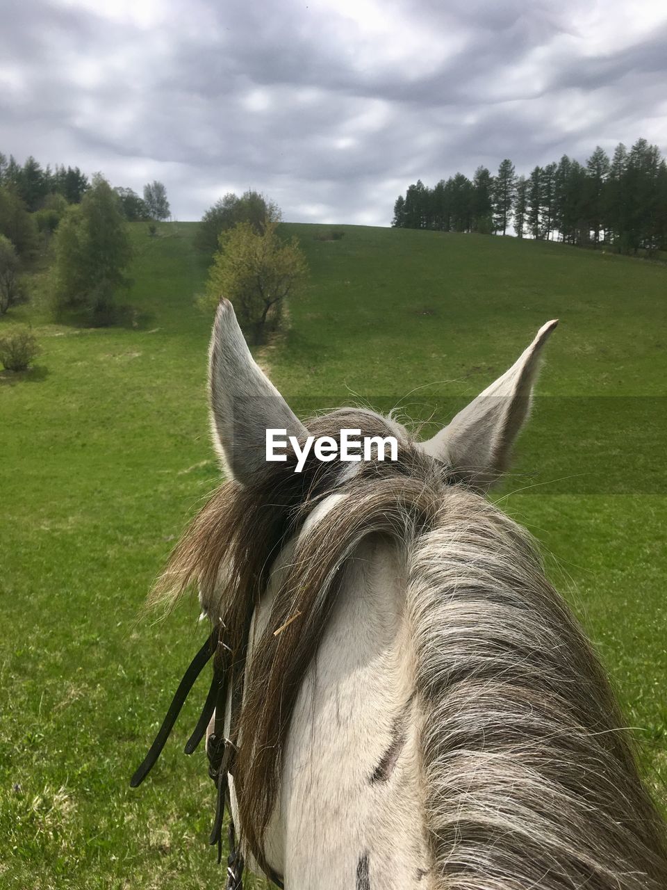 CLOSE-UP OF AN ANIMAL ON FIELD