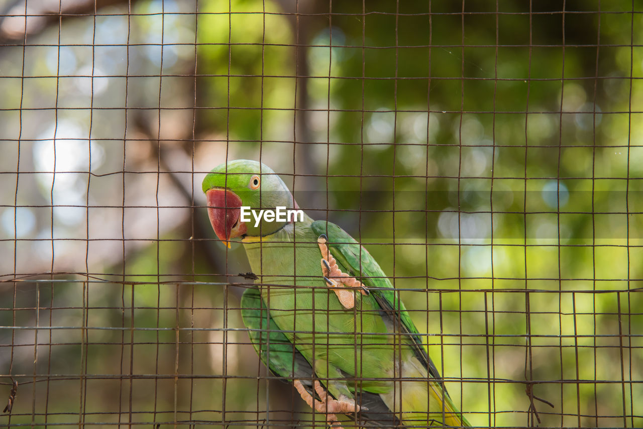 Close-up of parrot in cage