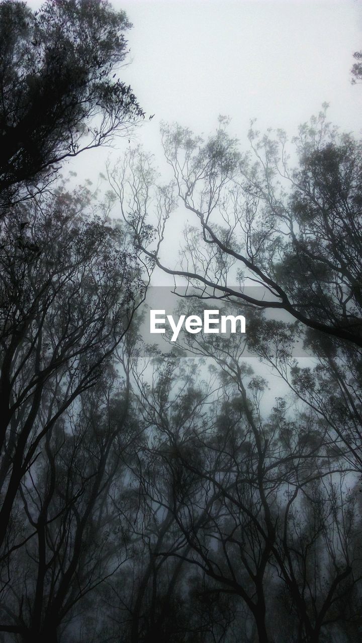 LOW ANGLE VIEW OF SILHOUETTE TREES AGAINST SKY DURING FOGGY WEATHER