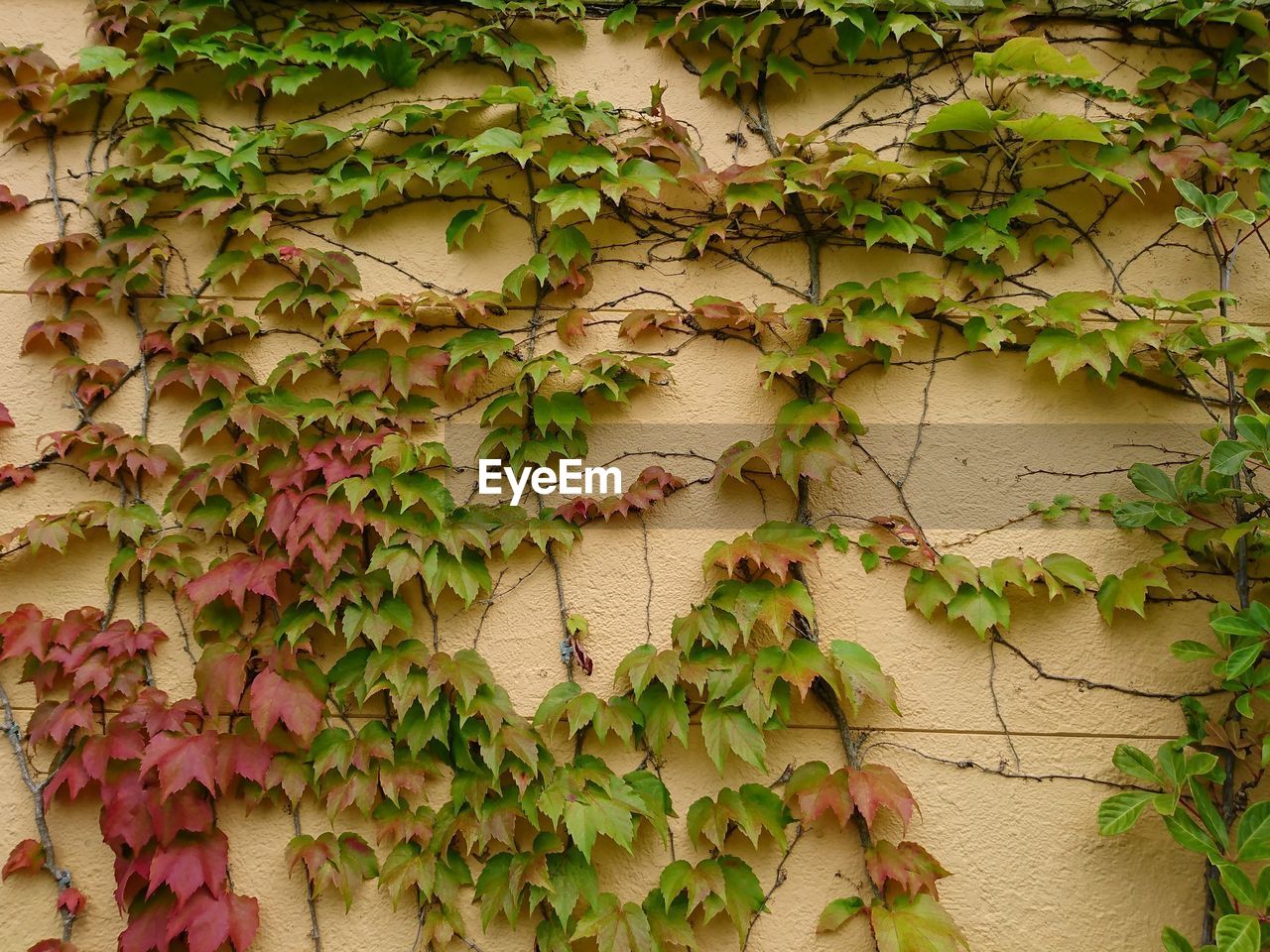 IVY GROWING ON WALL