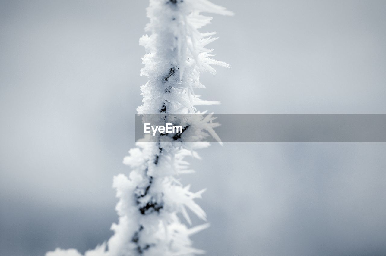 Close-up of frozen twig