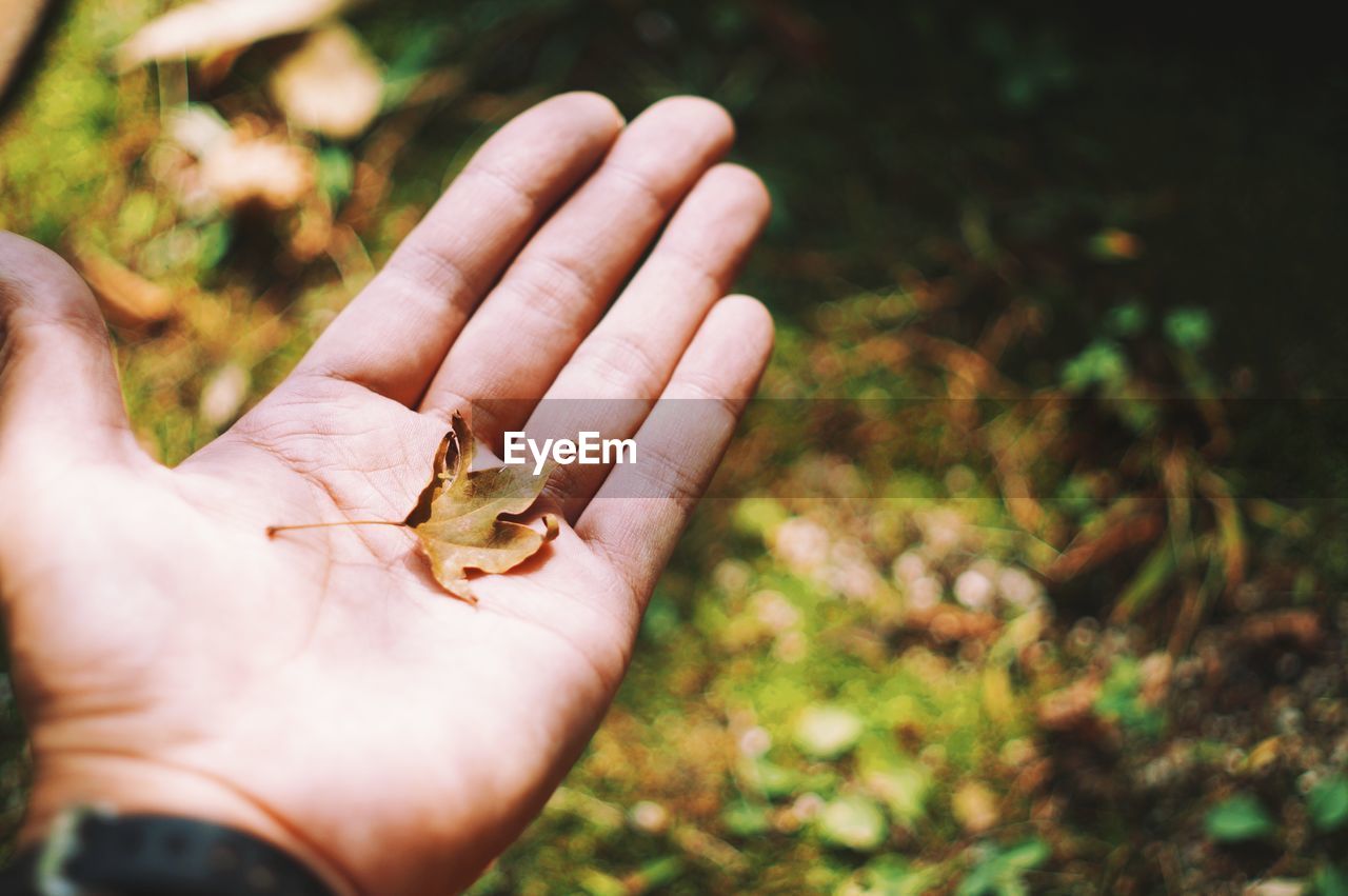 Cropped image of person with dry leaf