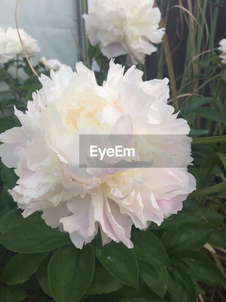 CLOSE-UP OF WHITE FLOWERS BLOOMING OUTDOORS