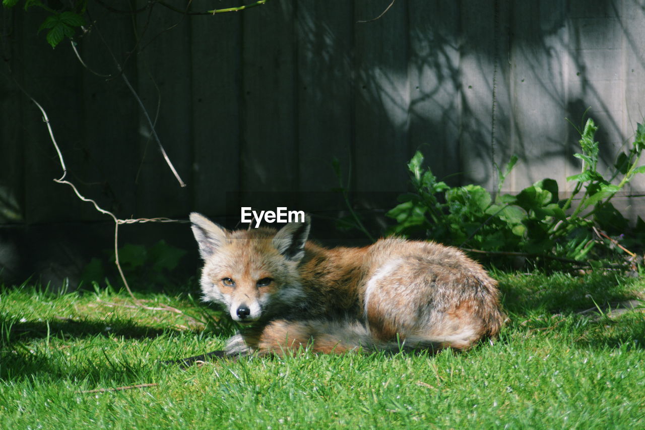 Portrait of fox on field