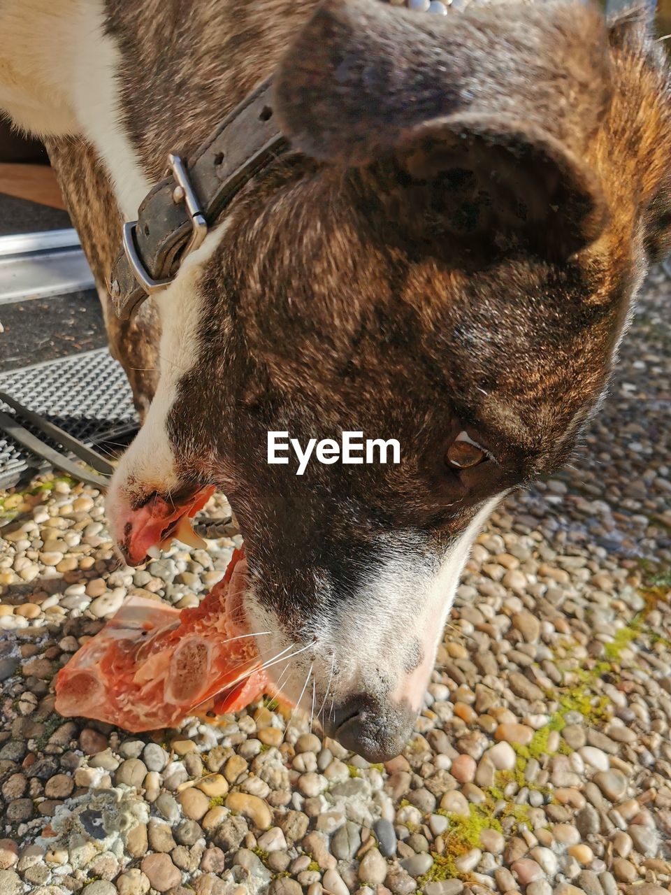 Dog eats meat