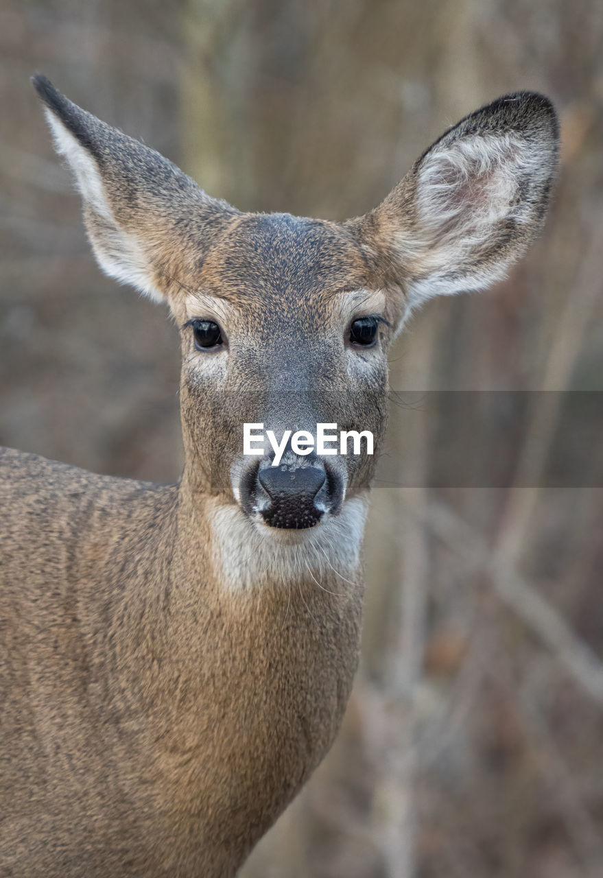 Doe in the forest comes close for a photo