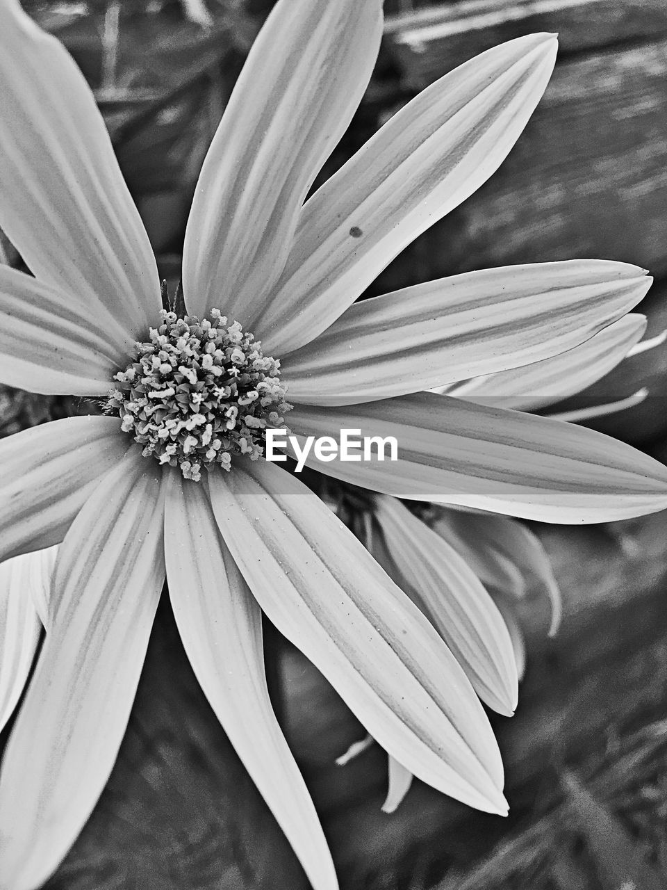 CLOSE-UP OF DAISY FLOWERS