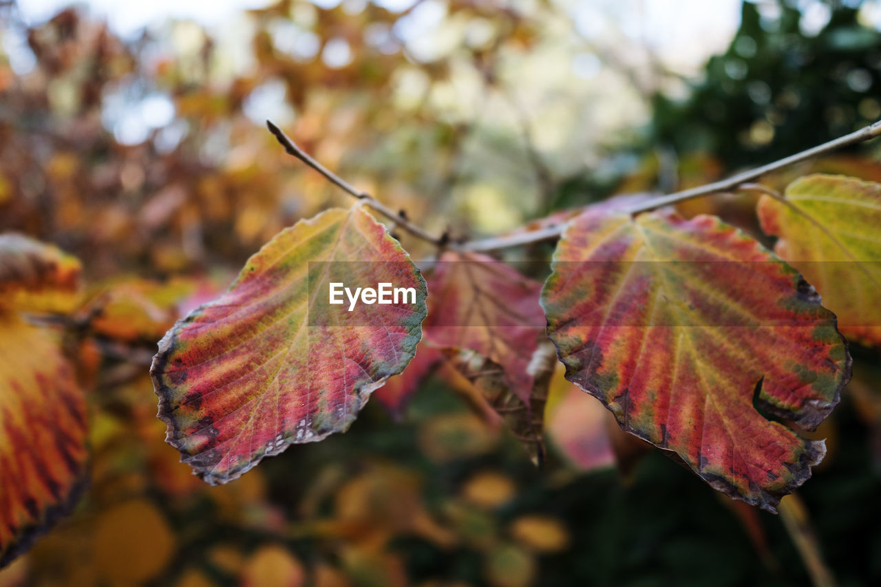 Close-up of autumnal leaves