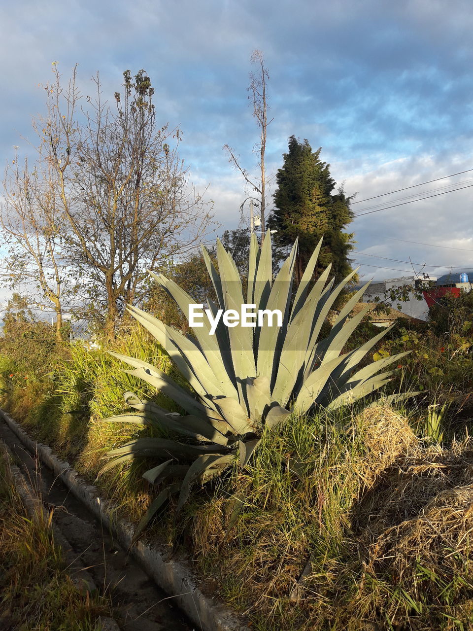 PLANTS GROWING ON LAND