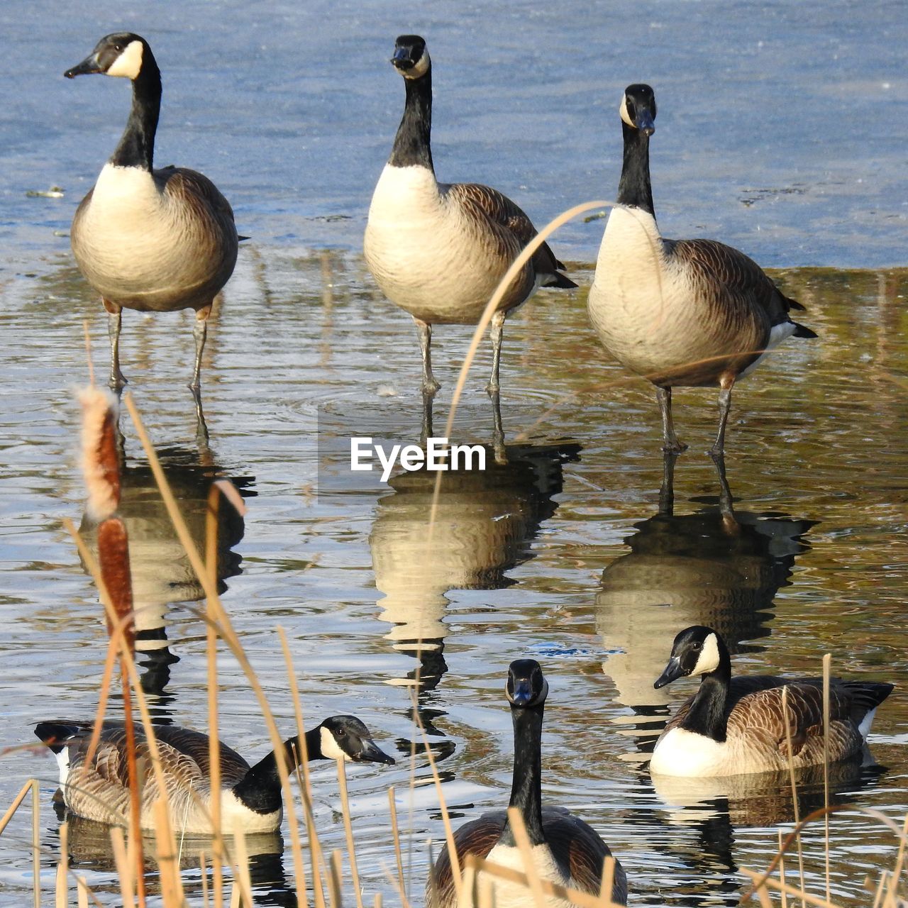 BIRDS IN LAKE