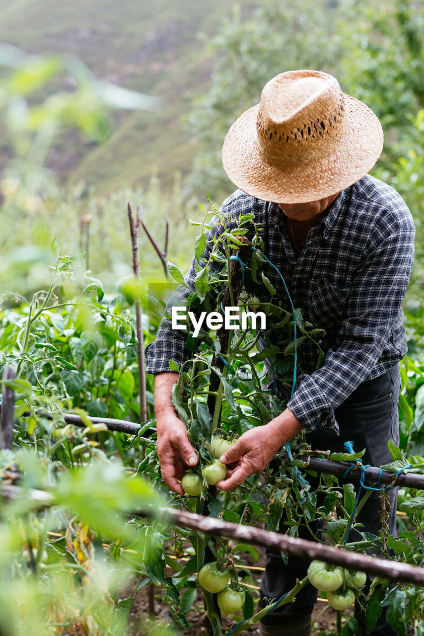 Anonymous middle aged male farmer in checkered shirt and straw hat touching and inspecting unripe tomatoes on plant on summer day