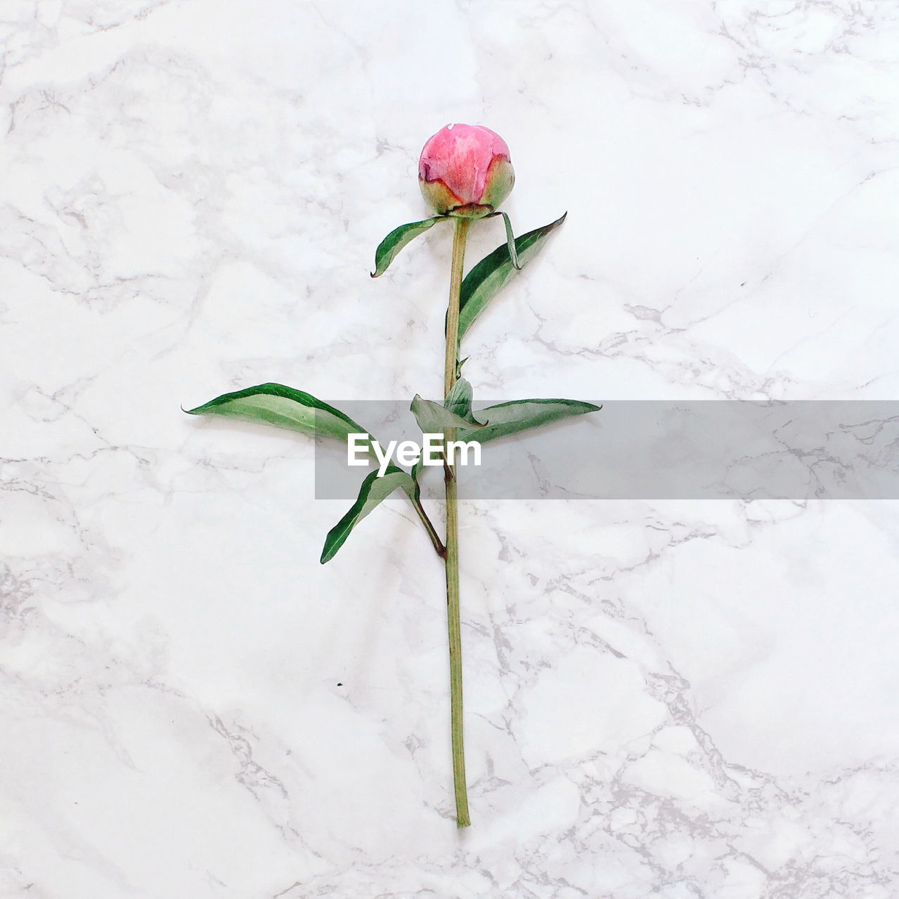 Directly above shot of pink flower on marble floor