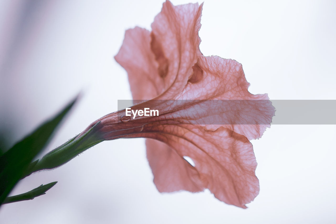 Leaf veins of red flowers and white background