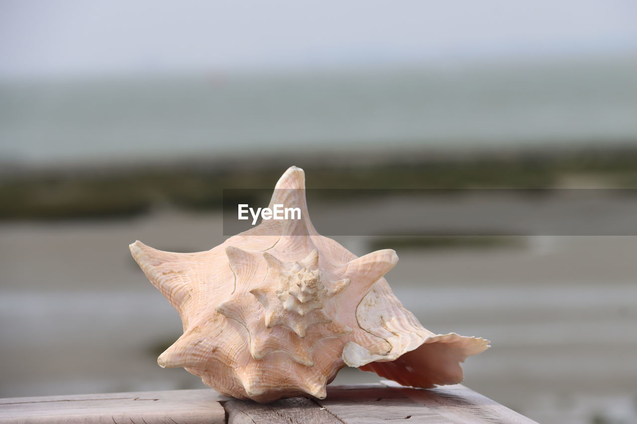 water, conch, close-up, shell, nature, leaf, focus on foreground, wood, sea, no people, macro photography, day, animal, beauty in nature, sand, outdoors, beach, animal wildlife, flower, animal themes, sculpture, tranquility, land