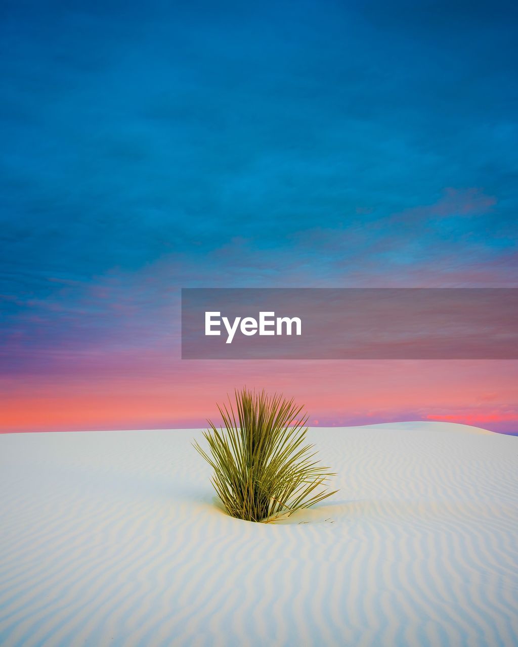 Plants on sand dune against sky during sunset