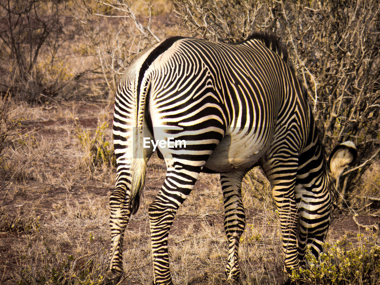 ZEBRA STANDING IN A FIELD