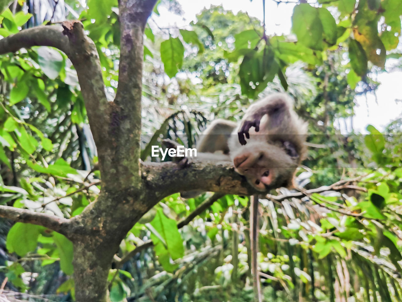 LOW ANGLE VIEW OF AN ANIMAL ON TREE