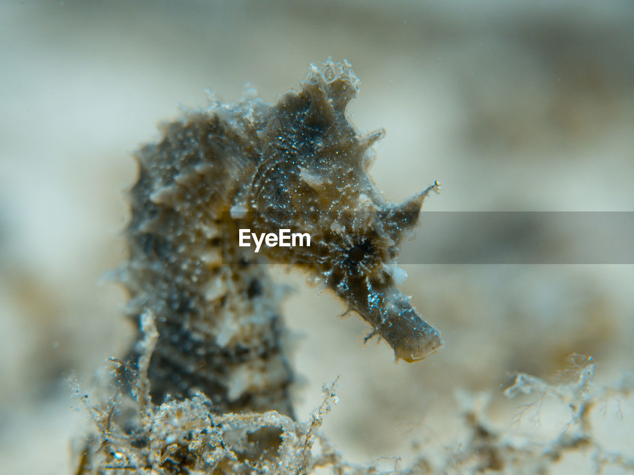 Close-up of thorny sea horse in mediterranean sea