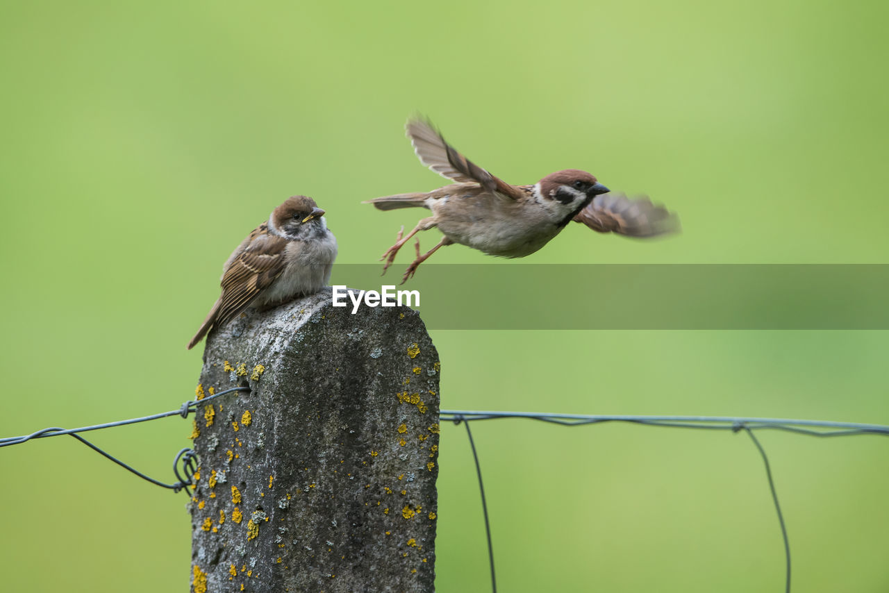 Isolated sparrow family perching on a pole