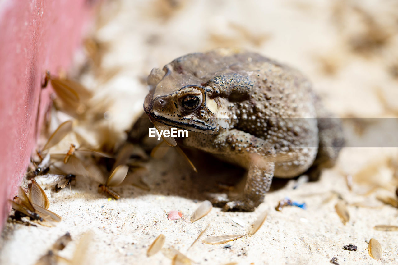 A toads eat insects at night favorite food night shot