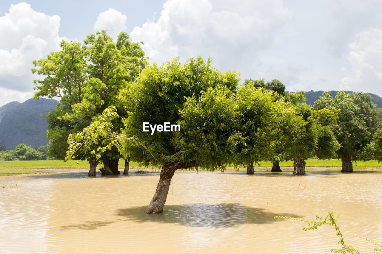 TREES GROWING ON SHORE AGAINST SKY