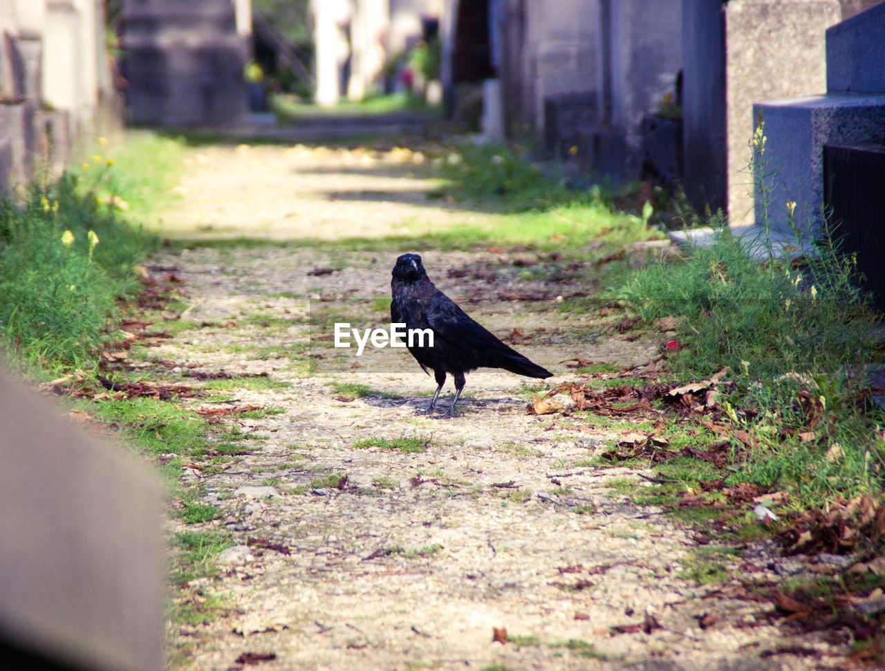 BIRD IN GRASS